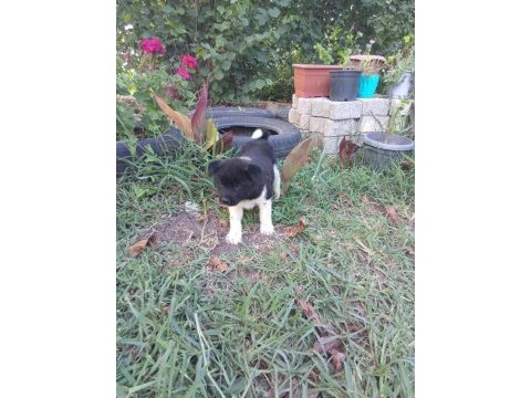 Amerikan akita yavrularımız