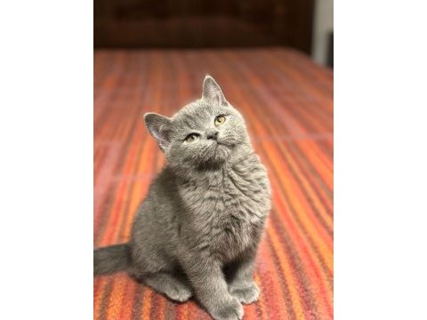 British shorthair yeni yuvasını arıyor ayı surat yavrular