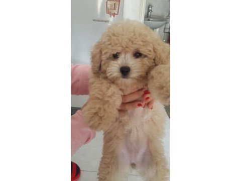 Dünya tatlısı maltipoo yavruları