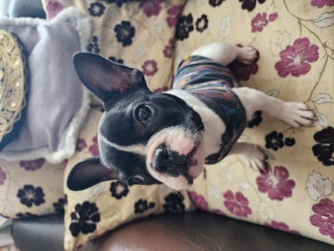 Oyuncu sevgi dolu safkan erkek french bulldog