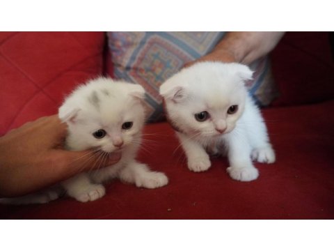 Safkan beyaz scottish fold bebişlerimiz