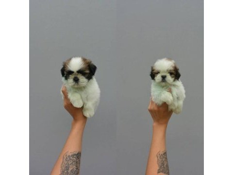 Dünya tatlısı shih tzu yavruları