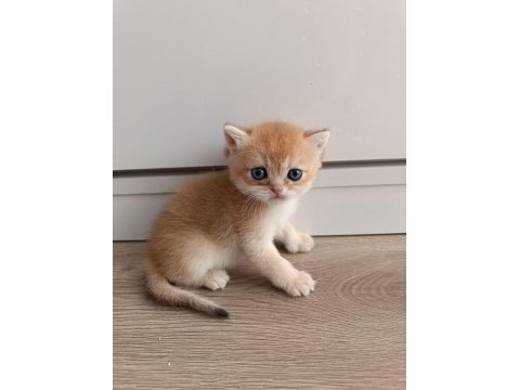 British golden shorthair yavrularım