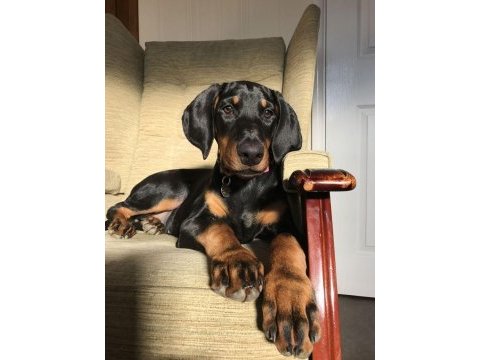 Alman tankı dobermans