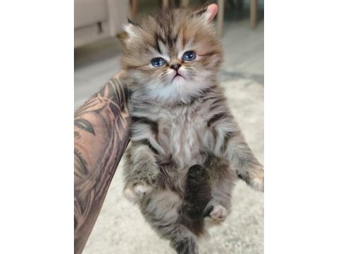 İran persian