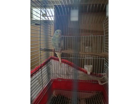 9 aylık erkek tek, bir çift eş muhabbet kuşu