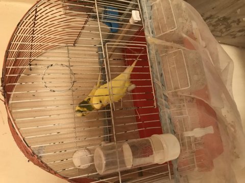8 adet yavru muhabbet kuşu tam alıştırmalık