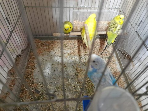 4 muhabbet kuşu açıklama ya bakın