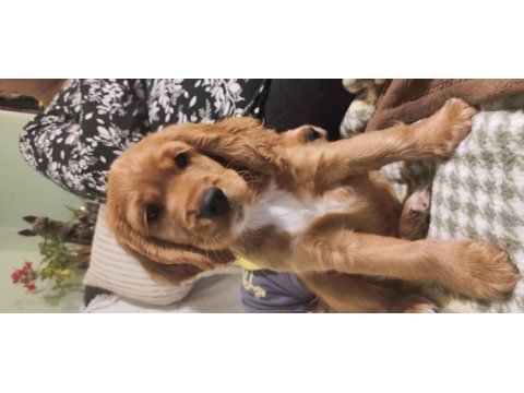 American cocker 2 aylık 2 erkek