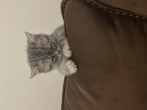 Uyumlu çok sevimli yavru british shorthair
