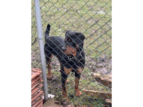 Rottweiler ücretsiz sahiplendirmek istiyorum