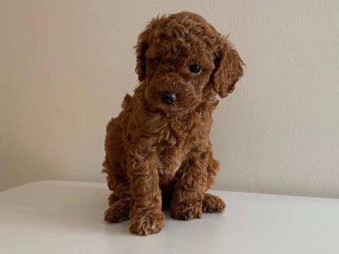 Mini toy poodlelar