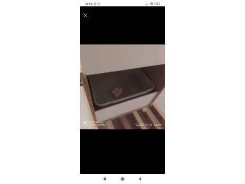 Muhabbet kuşu takım yumurtalı