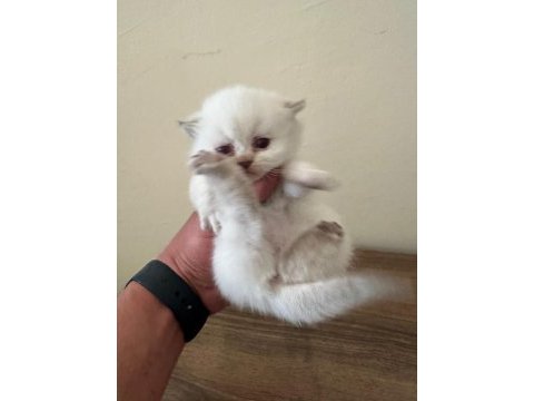 2 adet lynx point scottish fold erkek-dişi 2 aylık