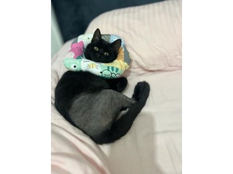 Trafik kazasından kurtarılan bebek kediye acil yuva