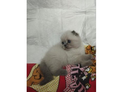 Gri ve bluepoint scottish fold