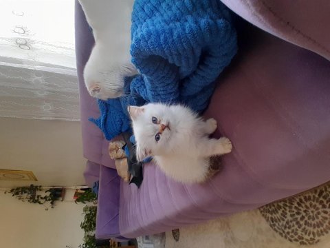 British shorthair erkek golden point