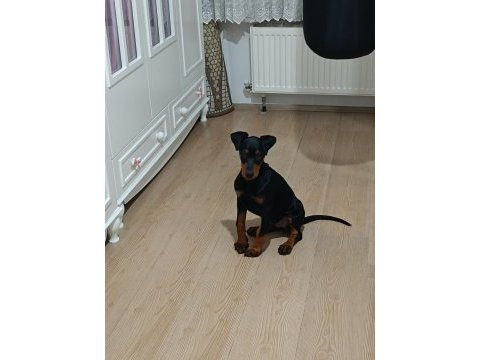 2.5 aylık dişi safkan doberman yavrusu