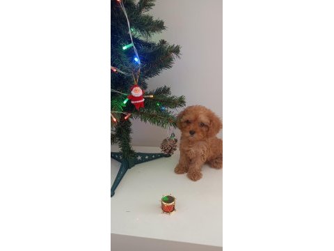 Toy poodle yavrular yeni yuvalarını bekliyor