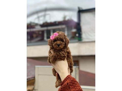 Muhteşem poodle güzellikteki bebekler sizin olsun mu