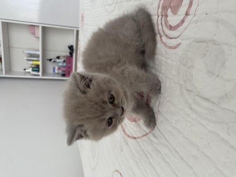 Dişi british shorthair dünyalar tatlısı 2 aylık