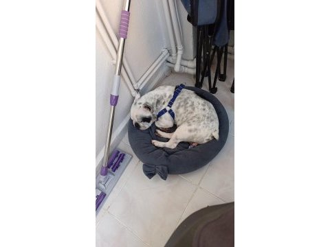 French bulldog