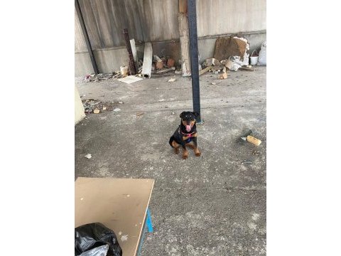 5,5 aylık erkek kalıbında dişi rottweiler