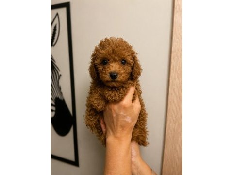Toy poodle yavru erkek ve dişi yavrular ücretsiz teslimat