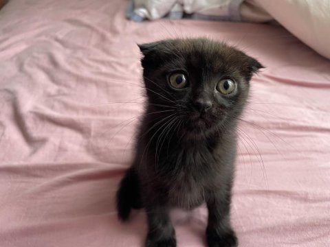 Nadir renk özel bebek isteyene uslu scottish fold bebekler