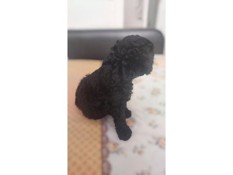 Toy poodle siyah