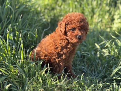 Petmode köpek çiftliğinde ziyarete açık toy poodle