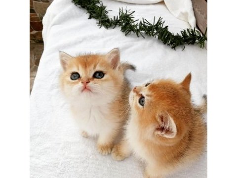 British shorthair ny 12