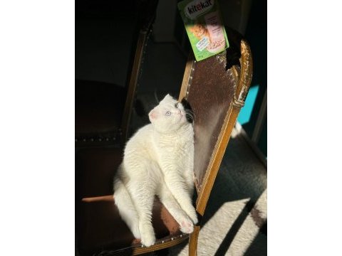 4 yaşındaki scottish fold patimi sahiplendirmek zorundayım