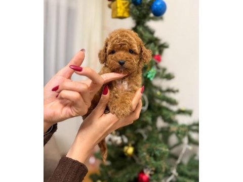 Toy poodle köpeği