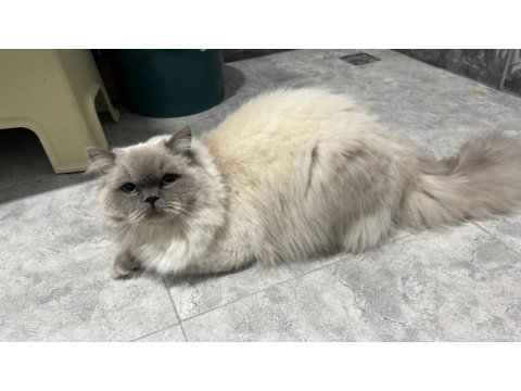 Talı patiler iran kedisi erkektir
