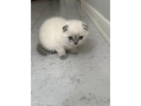 Scottish fold blue point yavru
