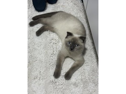 Scottish fold ücretsiz sahiplendirme