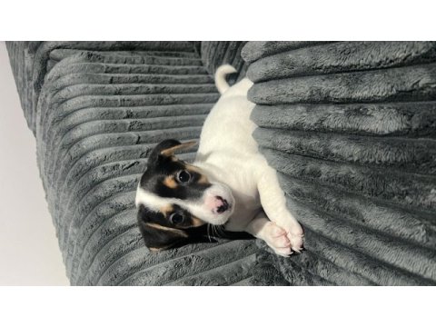 Yeni ailesini bekliyor jack russell terrier