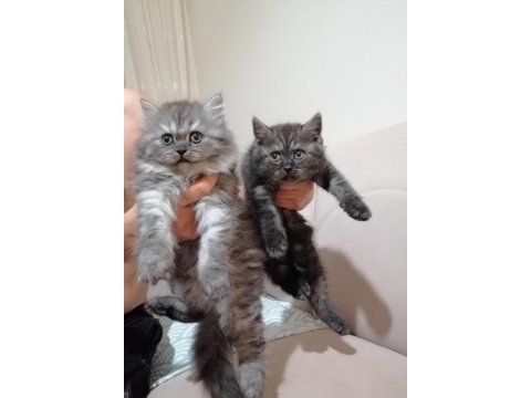 2 aylık british shorthair
