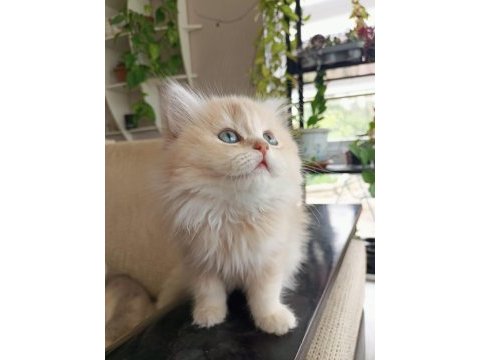 Ay12 dişi british longhair
