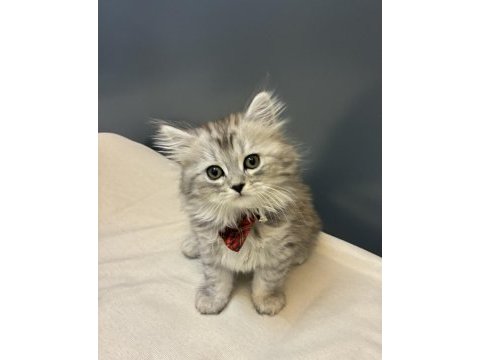 Silver british longhair yavrumuz