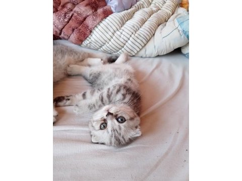 1.5 aylık sağlıklı ve oyuncu scottish fold yavrular
