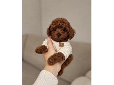 Premium kalitede toy poodle yavruları