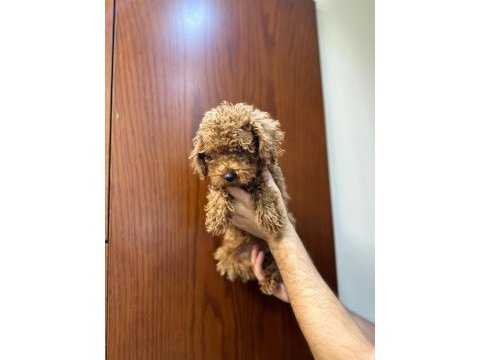 Yavru toy poodle bebekler