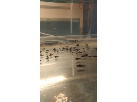 Blackvenezuella çöpçü 600 adet