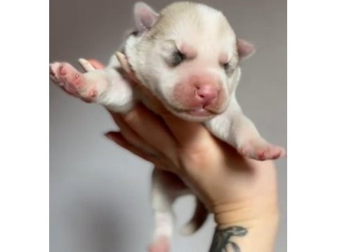 Üst kalite, nadir renkli siberian husky bebekler