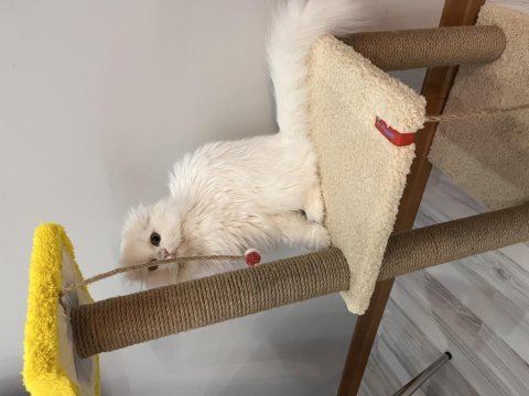 9 aylık scottish fold kedimiz casper yeni yuvasını arıyor