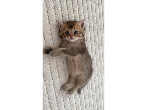 Golden n12 british shorthair orjinal safkan