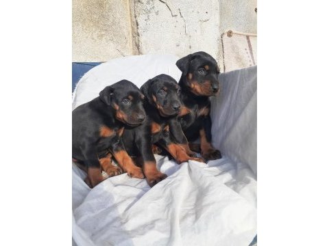 Şampiyon soydan doberman yavrular