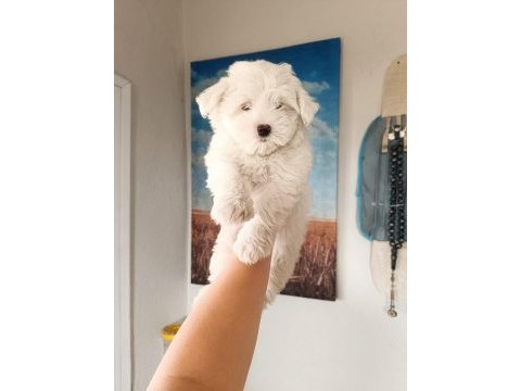Terrier maltese yavrular